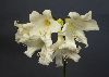 <em>x Amarygia multiflora alba</em>